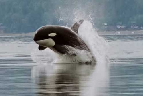 A killer Whale in the wild