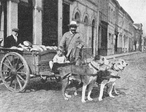 A photo from the book showing the dog drawn carts 