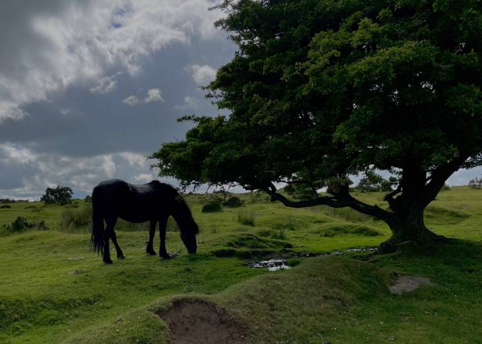 Bodmin Moor (c) Jess Armstrong 