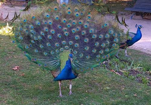 peacock (c)TheBookTrail