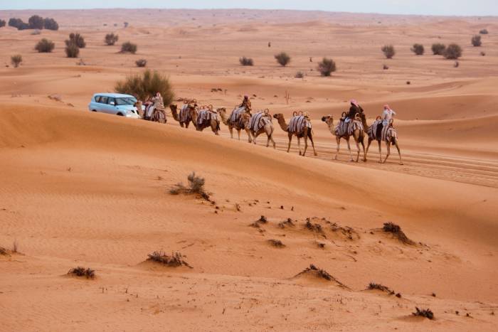 Desert safari and camel caravan